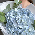 Голубые гортензии