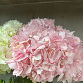 Розовые гортензии